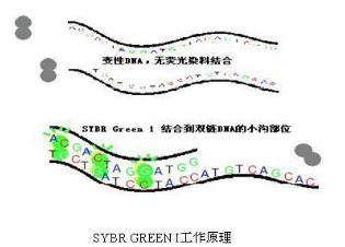SYBR green工作原理.png