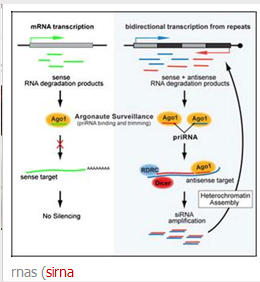 siRNA细胞转染.png