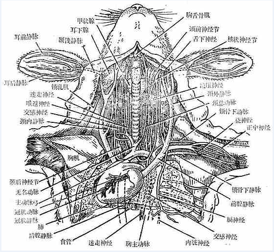 图1　家兔颈部血管神经解剖位置示意图.png