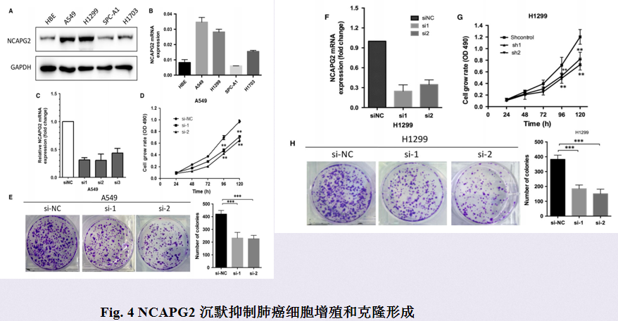 NACPG2沉默抑制肺癌细胞增殖与克隆形成.png