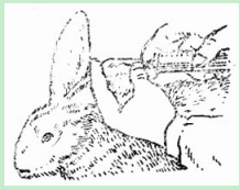 图2　家兔耳缘静脉注射方法.png