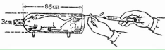 图3　小鼠尾静脉注射方法.png