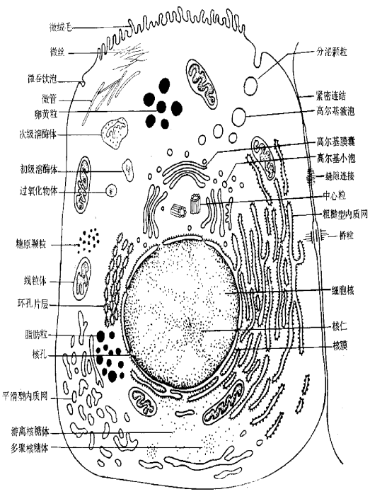 动物细胞超微结构模式图.png